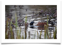 Bird (Northern Shoveler) - June Bannister